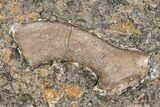 Two Fossil Crocodile Teeth And Limb Bone Section - Texas #116736-3